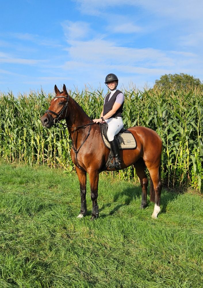 KWPN springpaard Ruin 5 jaar Bruin te koop - Foto 4