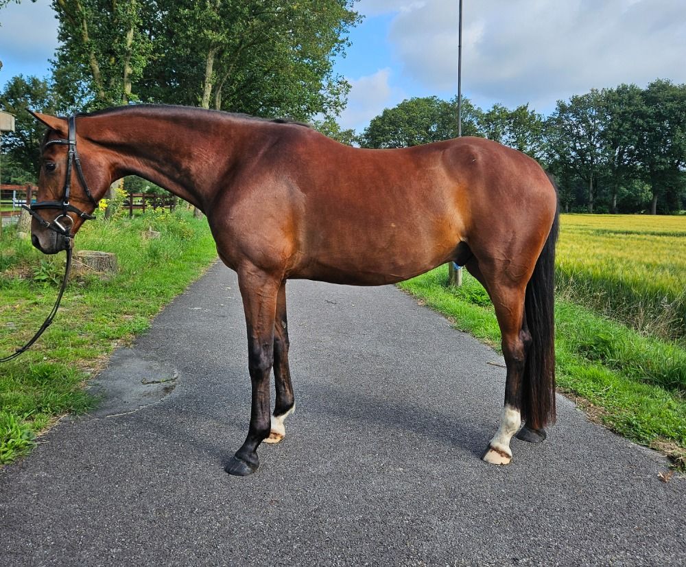 KWPN springpaard Ruin 5 jaar Bruin te koop - Foto 6