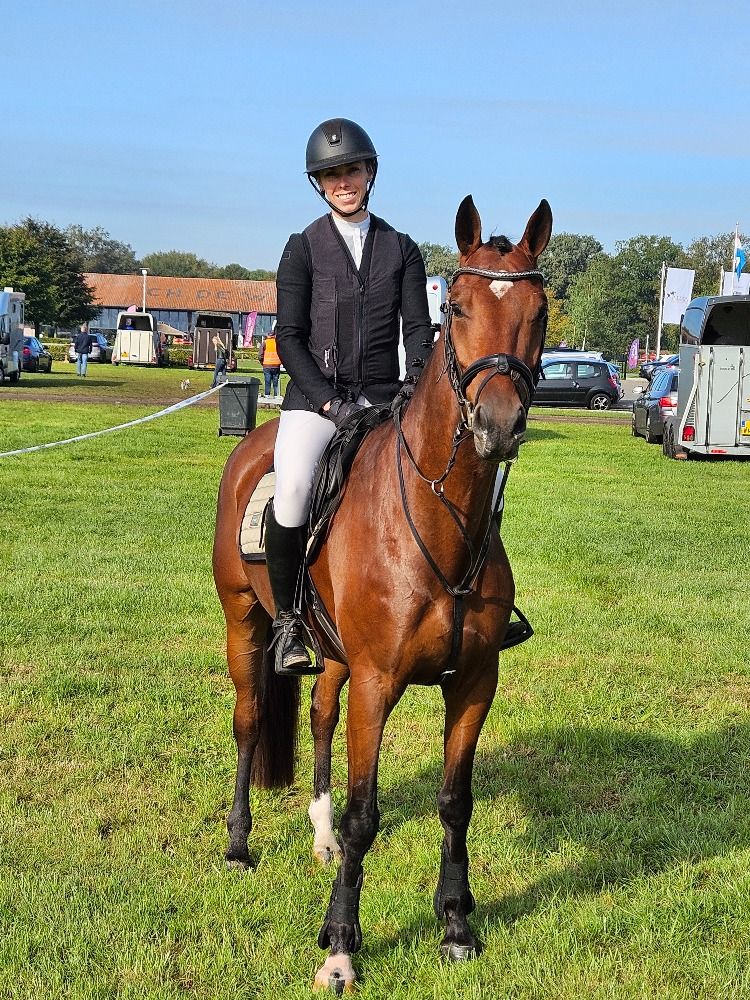 KWPN springpaard Ruin 5 jaar Bruin te koop - Foto 2