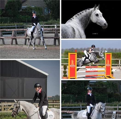 Welsh dressuurpony Merrie 5 jaar Bruin te koop - Foto 3