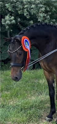 Welsh dressuurpony Merrie 5 jaar Bruin te koop - Foto 2
