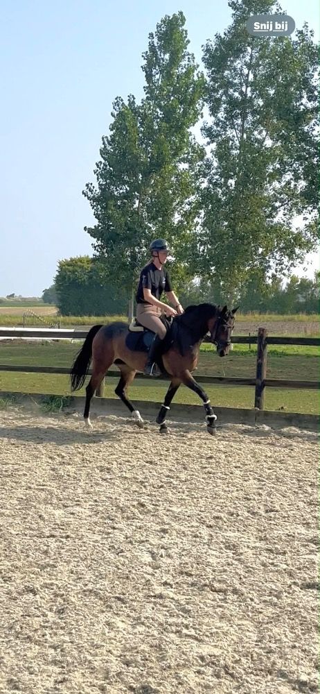 Welsh dressuurpony Merrie 5 jaar Bruin te koop - Foto 5