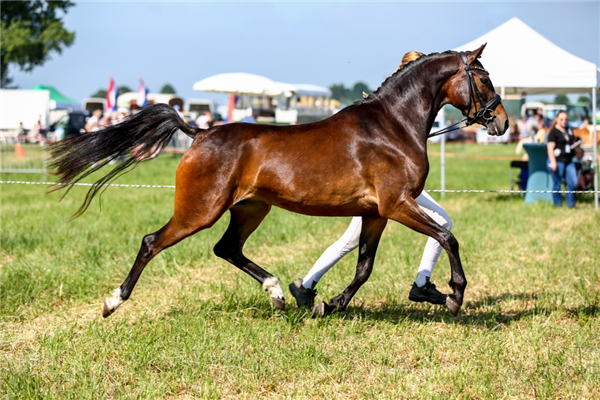 Talentvolle NWR merrie