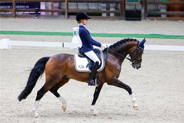 Welsh dressuurpony Merrie 5 jaar Bruin te koop - Foto 4