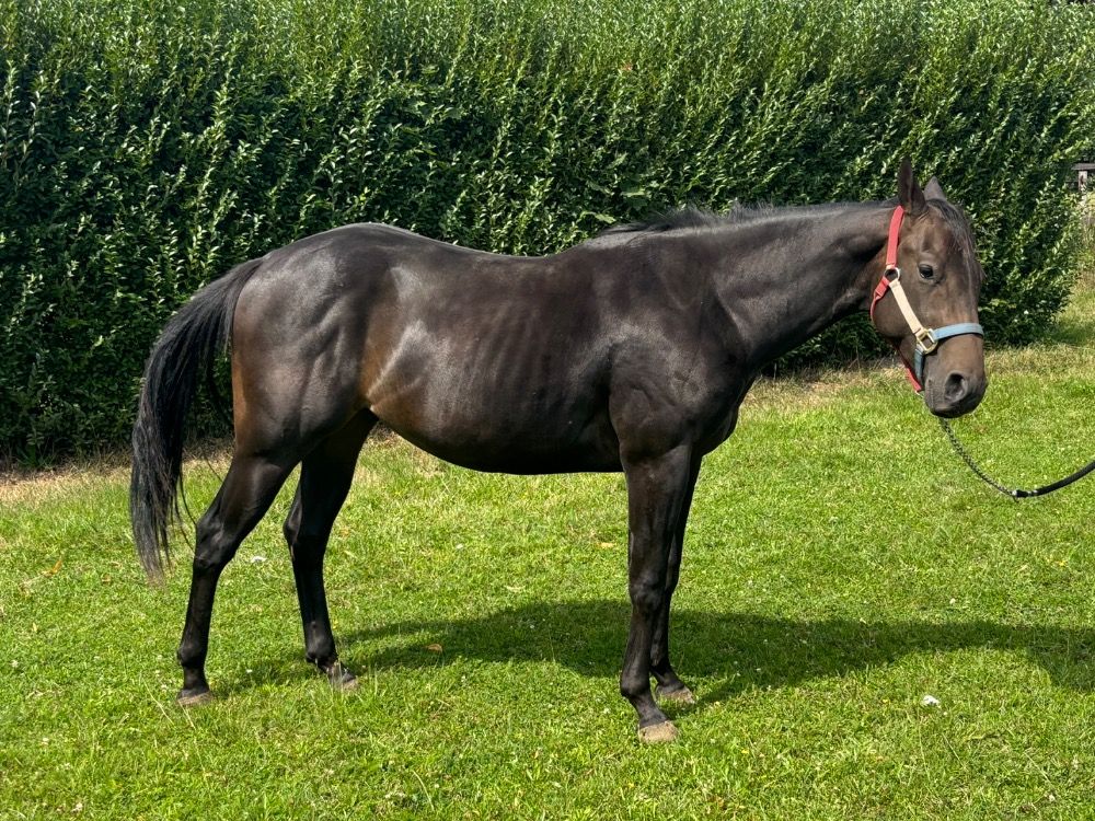 Quarter Horse western paard Hengst 2 jaar Zwart te koop - Foto 3