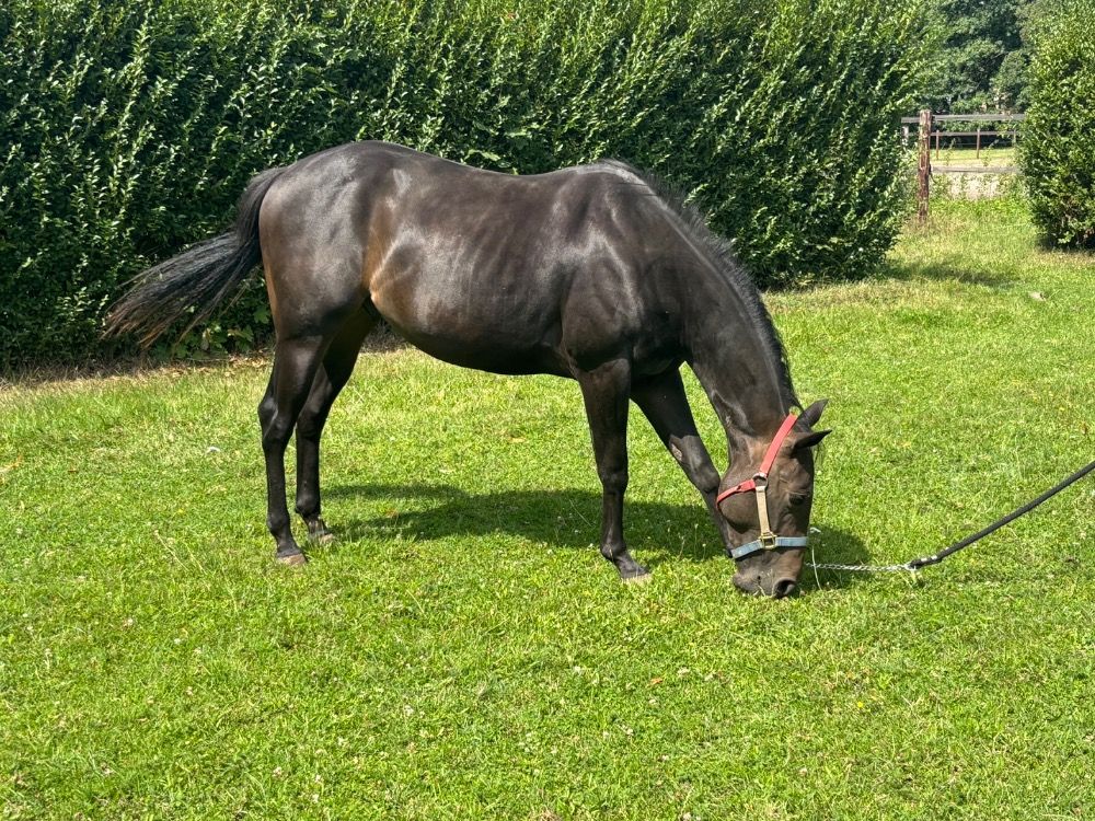Quarter Horse western paard Hengst 2 jaar Zwart te koop - Foto 4