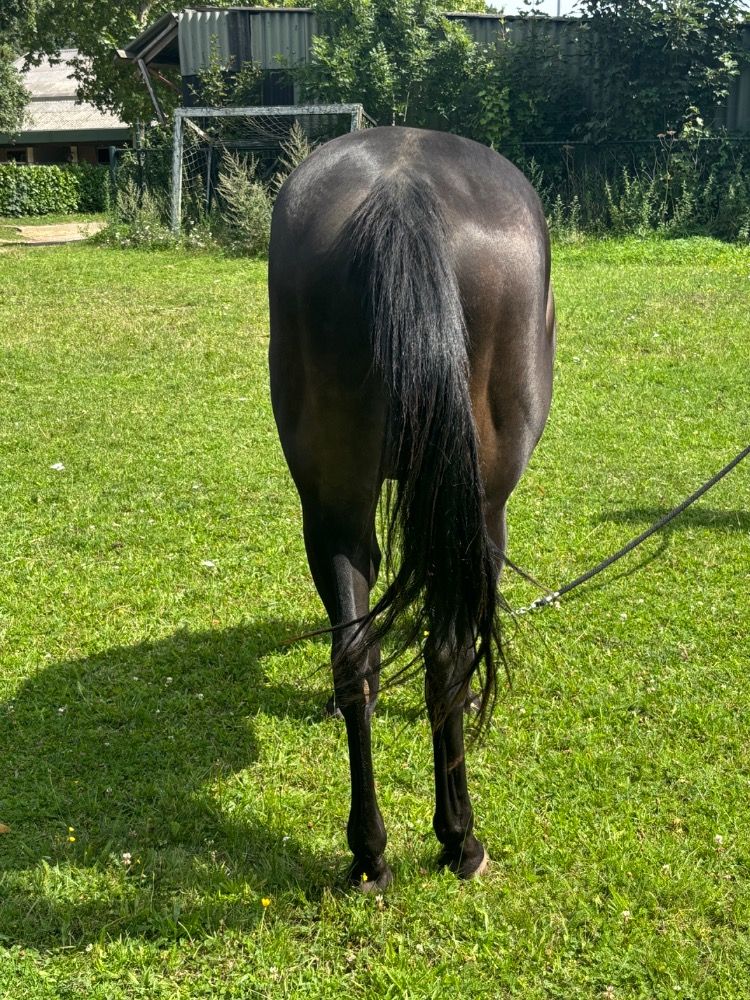 Quarter Horse western paard Hengst 2 jaar Zwart te koop - Foto 2