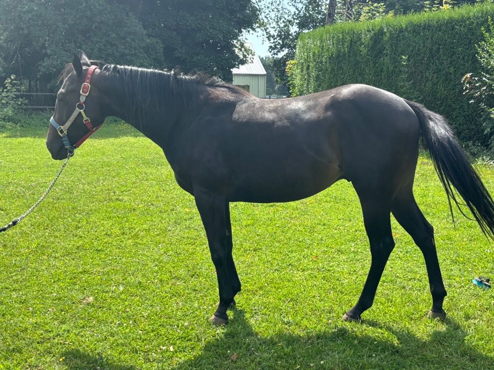 Quarter Horse western paard Hengst 2 jaar Zwart te koop - Hoofdfoto