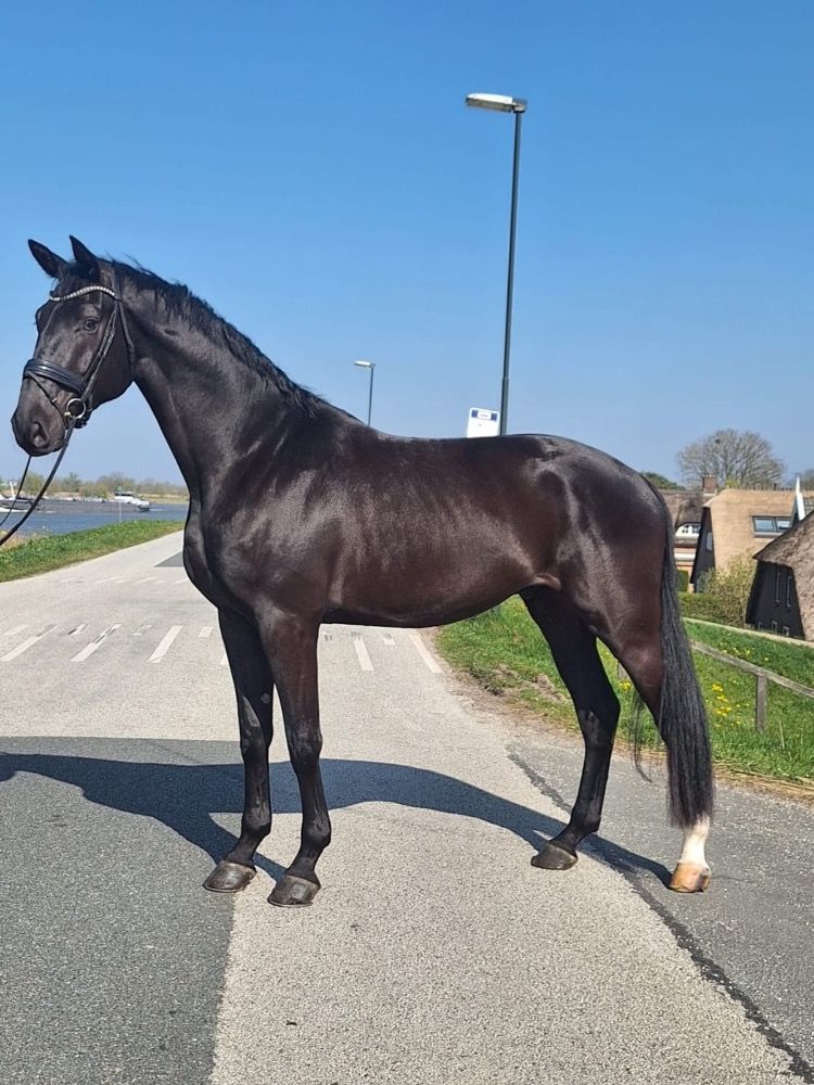 Getalenteerde 4 jarige secret ruin