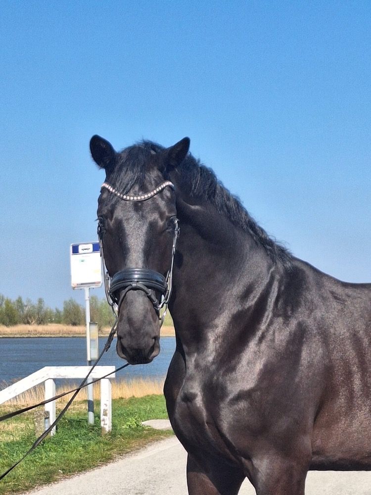 KWPN dressuurpaard Ruin 4 jaar Zwart te koop - Foto 2