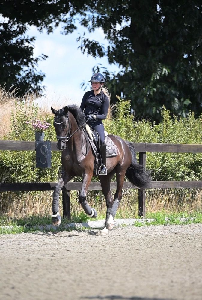 Stunning younghorse