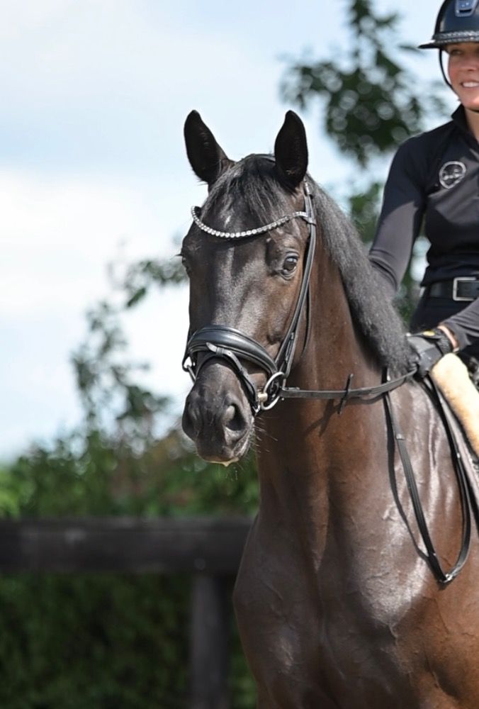 Ander stamboek dressuurpaard Ruin 5 jaar Zwart te koop - Foto 2