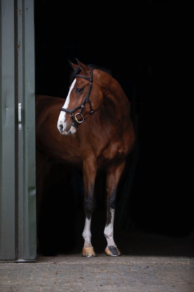 KWPN springpaard Ruin 16 jaar te koop - Foto 5
