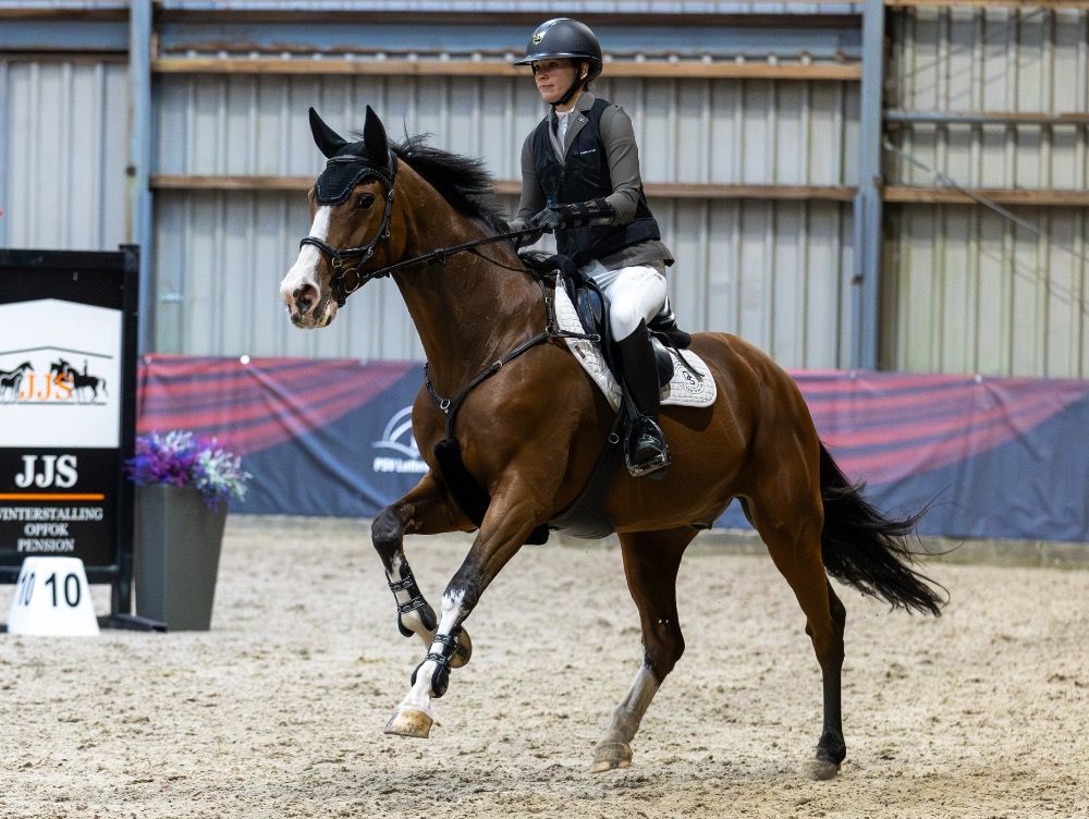 KWPN springpaard Ruin 16 jaar te koop - Foto 4