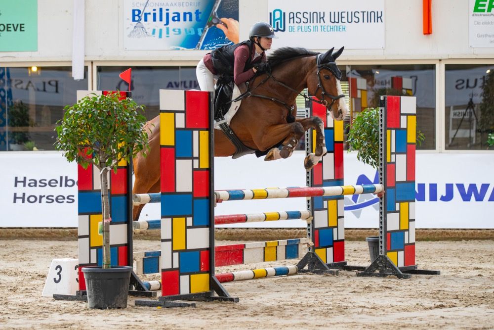KWPN springpaard Ruin 16 jaar te koop - Hoofdfoto