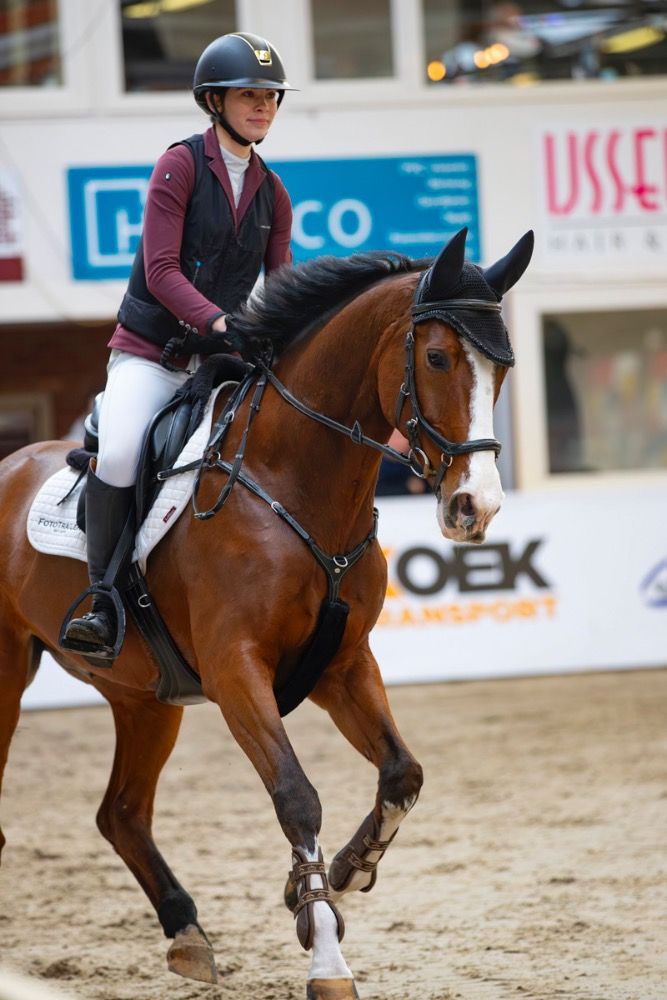 KWPN springpaard Ruin 16 jaar te koop - Foto 3