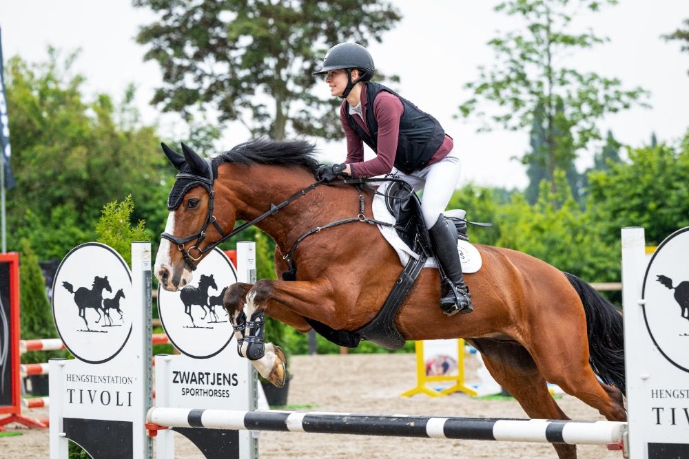 KWPN springpaard Ruin 16 jaar te koop - Foto 2