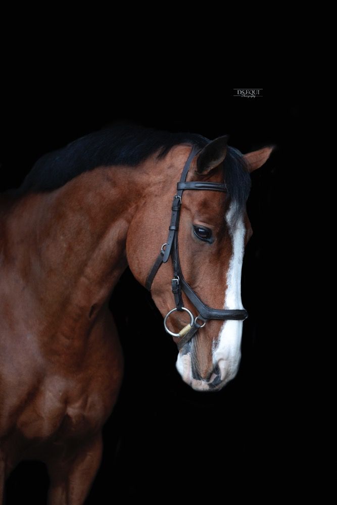 KWPN springpaard Ruin 16 jaar te koop - Foto 6