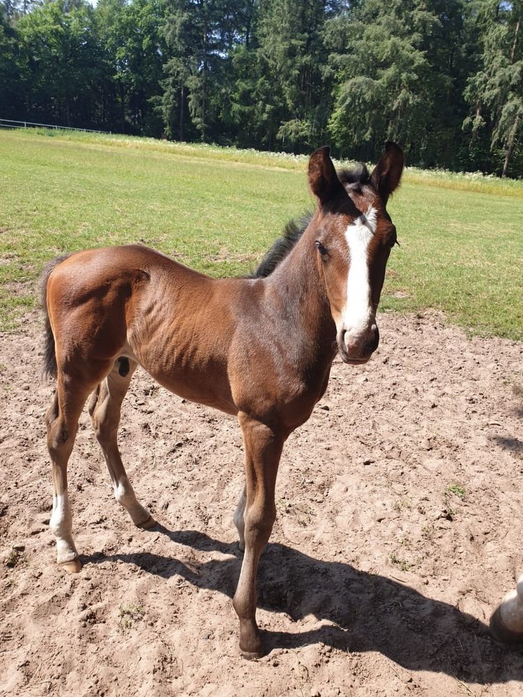 KWPN dressuurpaard Hengst Bruin te koop - Foto 5