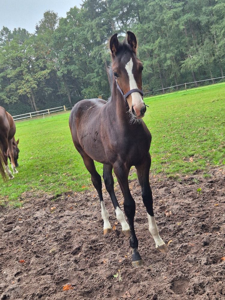 KWPN dressuurpaard Hengst Bruin te koop - Hoofdfoto