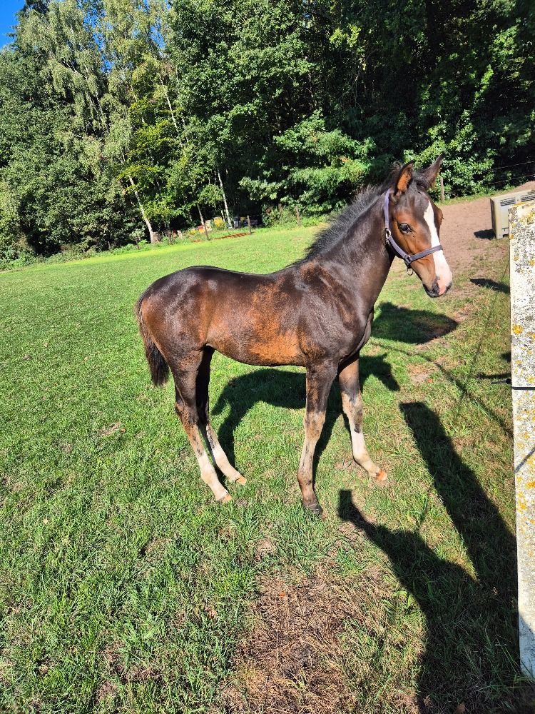 KWPN dressuurpaard Hengst Bruin te koop - Foto 2