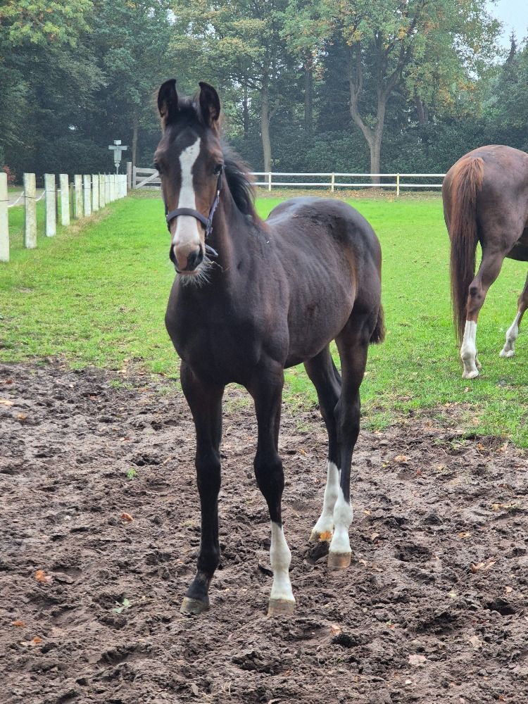 KWPN dressuurpaard Hengst Bruin te koop - Foto 4