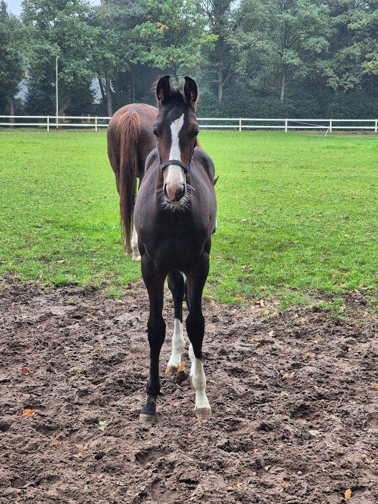 KWPN dressuurpaard Hengst Bruin te koop - Foto 3
