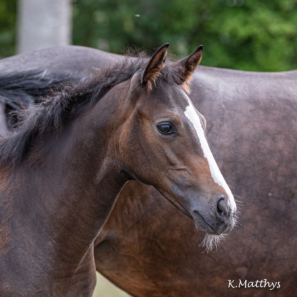 Zangersheide springpaard Merrie 1 years old Bruin for sale - Photo 2