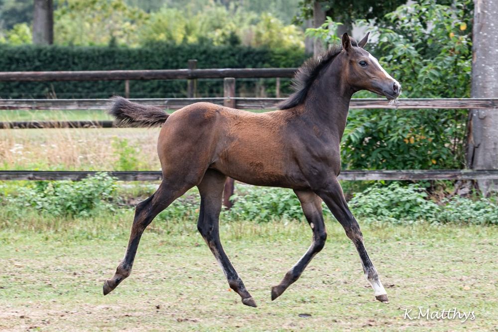 Zangersheide springpaard Merrie 1 years old Bruin for sale - Photo 3