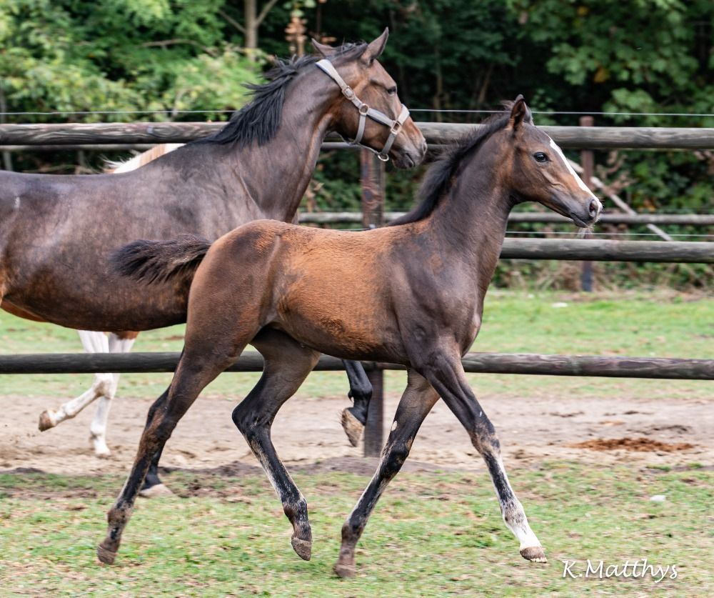 CONQUISTA v/h Gouden Bit Z ( Conthargos x Verdi x Lys de darmen )