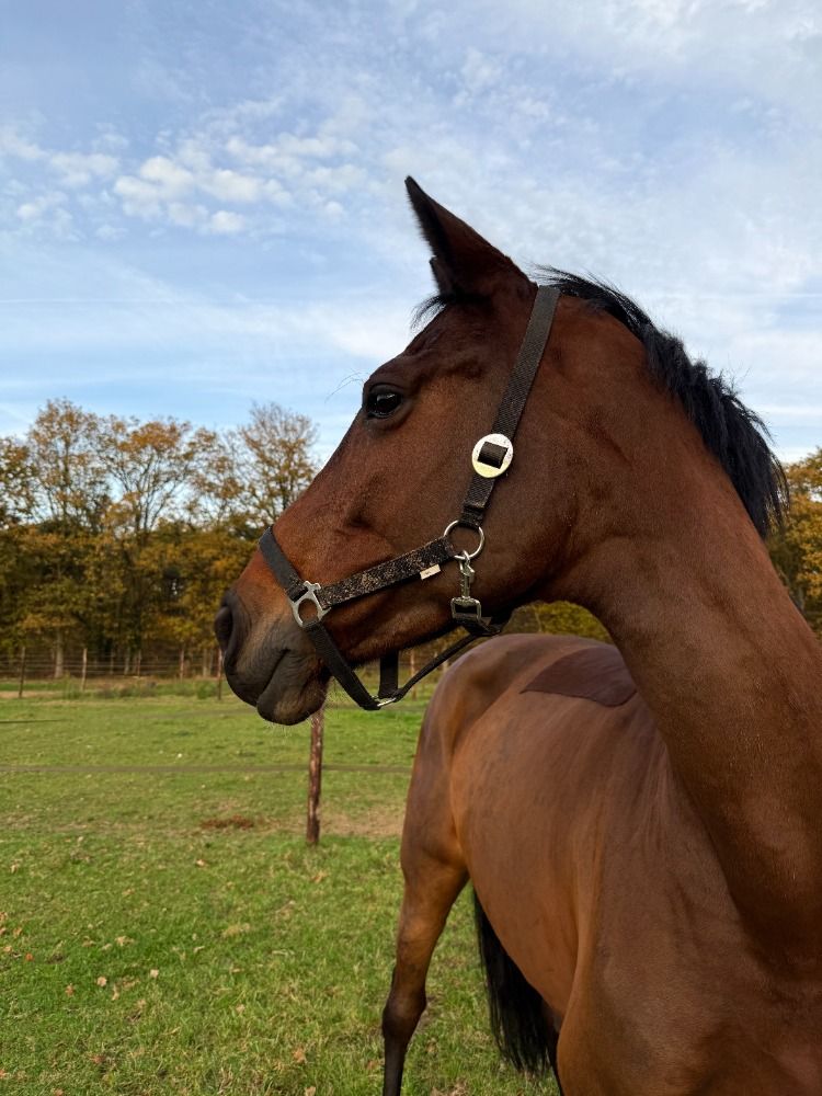 Holstein springpaard Merrie 8 jaar Bruin te koop - Foto 2