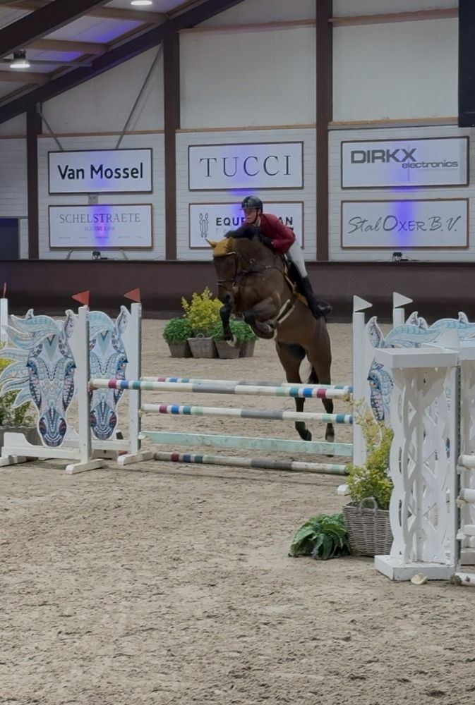 Te koop: Talentvolle 8 jarige Mare, springt 1.10