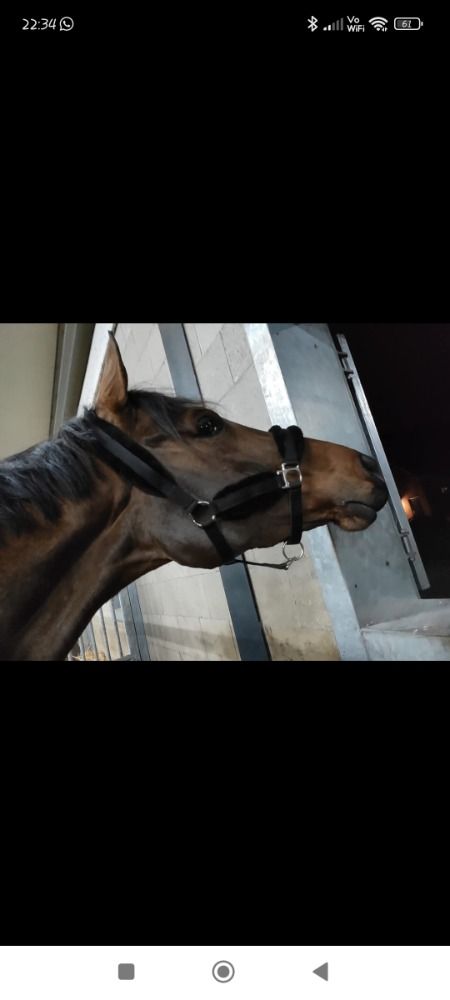 Hannover dressuurpaard Merrie 11 jaar Bruin te koop - Foto 4