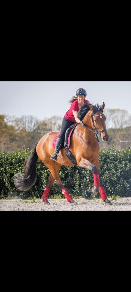 Hannover dressuurpaard Merrie 11 jaar Bruin te koop - Foto 6