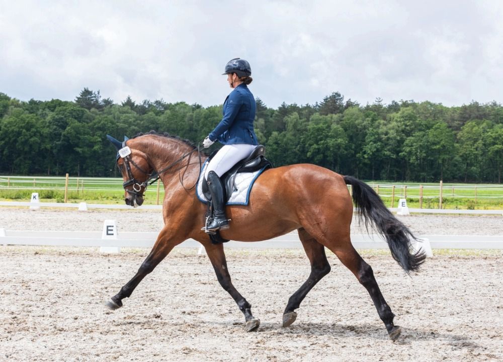 Hannover dressuurpaard Merrie 11 jaar Bruin te koop - Foto 3