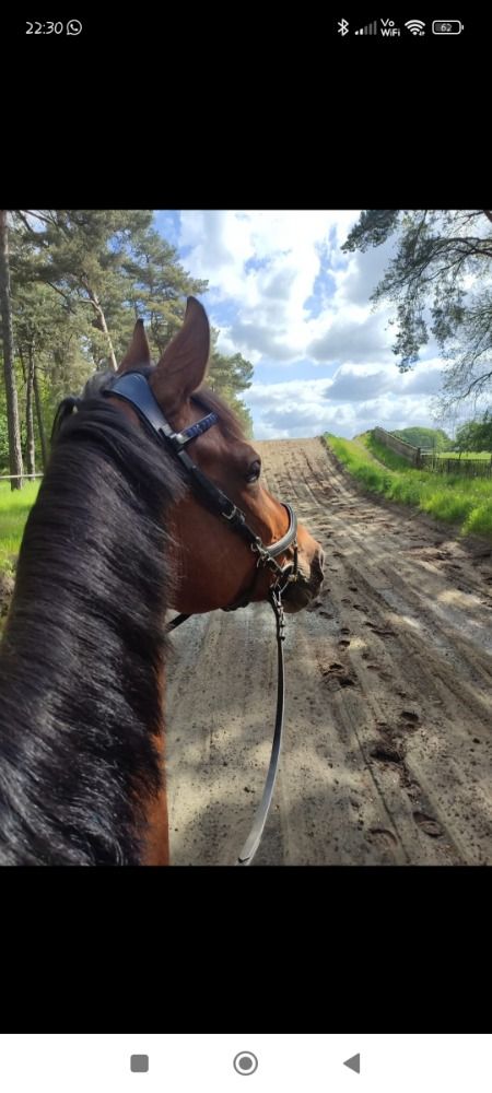 Hannover dressuurpaard Merrie 11 jaar Bruin te koop - Foto 2
