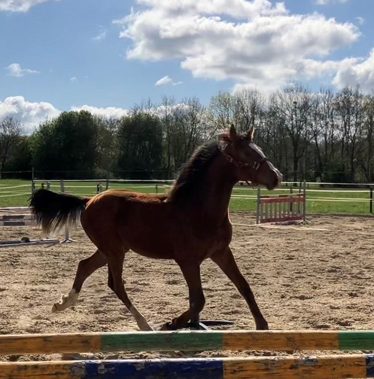 KWPN springpaard Hengst 1 jaar Andere te koop - Foto 2