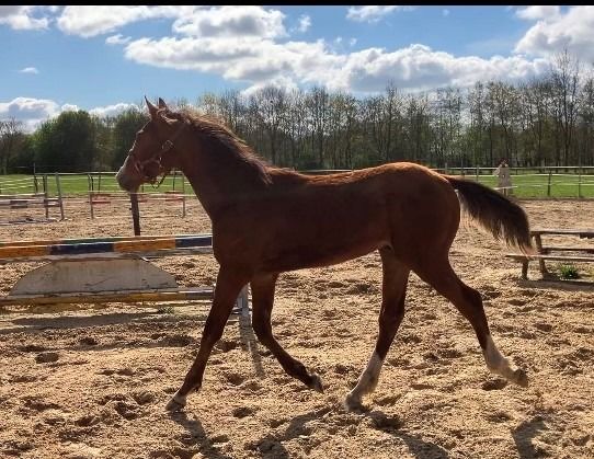 KWPN springpaard Hengst 1 jaar Andere te koop - Foto 5