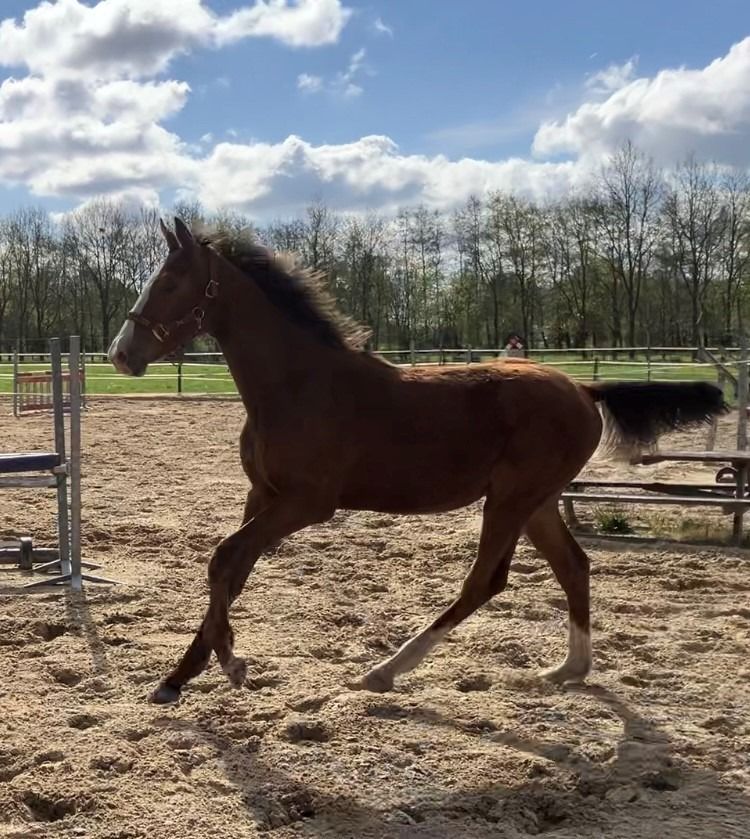 KWPN springpaard Hengst 1 jaar Andere te koop - Foto 4