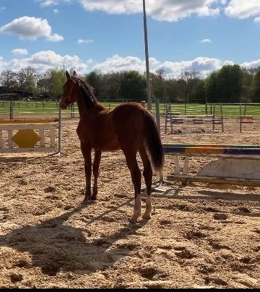 KWPN springpaard Hengst 1 jaar Andere te koop - Foto 6