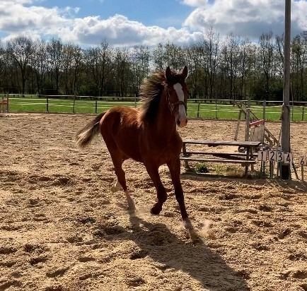 KWPN springpaard Hengst 1 jaar Andere te koop - Foto 3