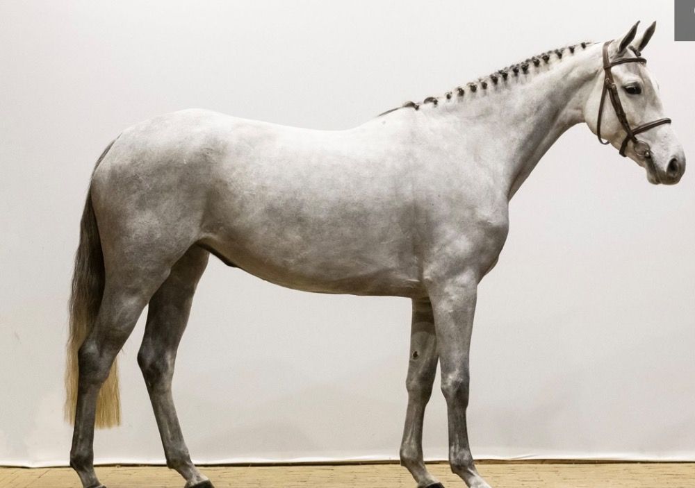 KWPN springpaard Merrie 4 jaar Schimmel te koop - Foto 2