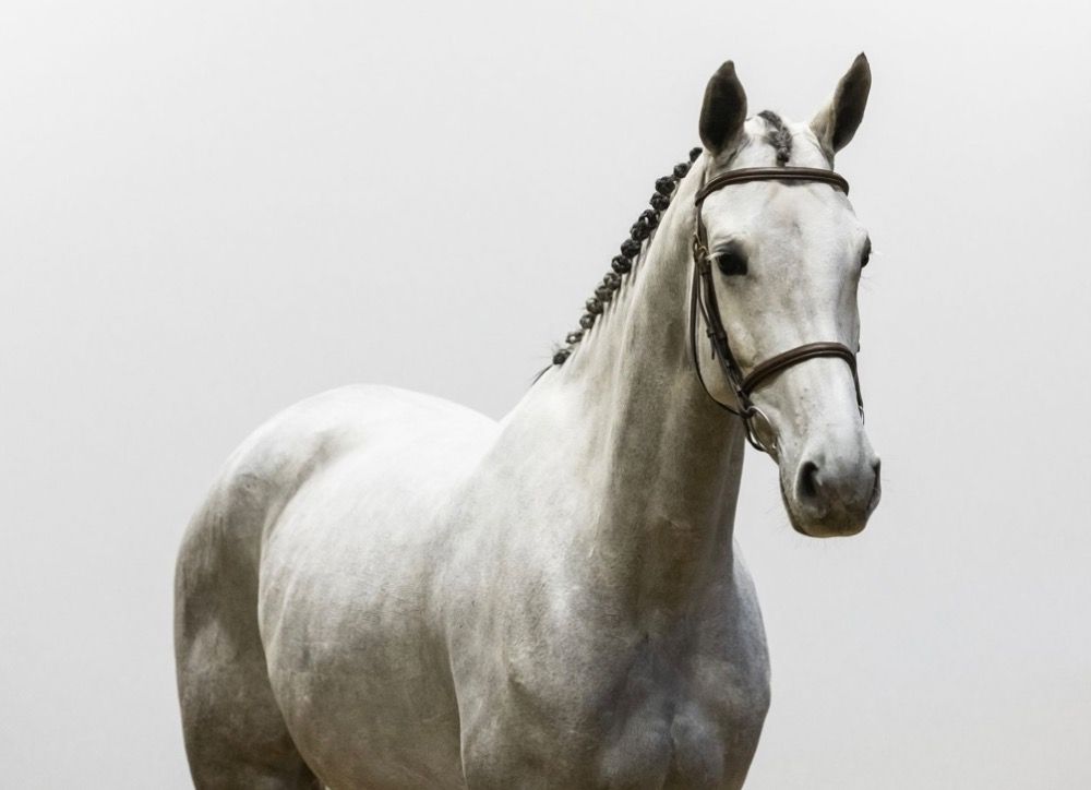 ??4yo mare for sale??