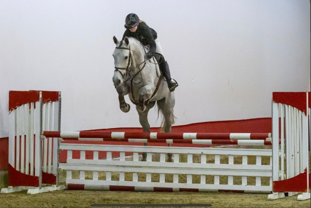 KWPN springpaard Merrie 4 jaar Schimmel te koop - Foto 3