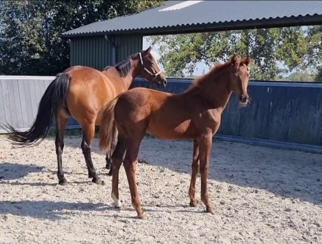 Verkocht! Vitalos uit Elite, top IBOP merrie Romy (McLaren x For Romance)