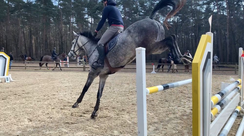 Zangersheide springpaard Merrie 5 jaar Schimmel te koop - Foto 2