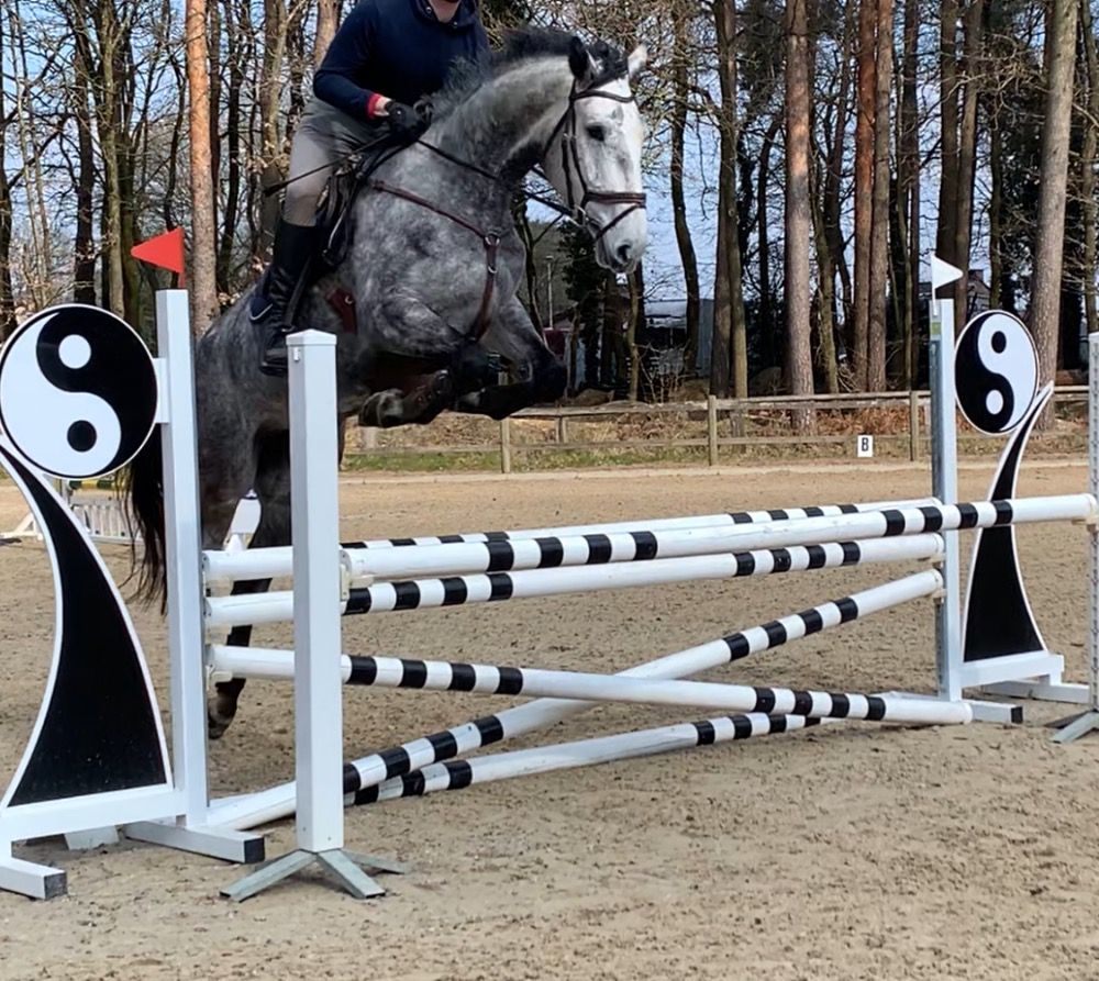 Zangersheide springpaard Merrie 5 jaar Schimmel te koop - Foto 3