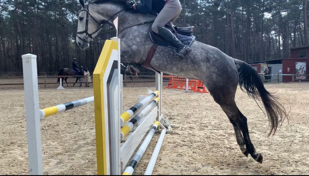 Cahla Z, 5 jarige merrie