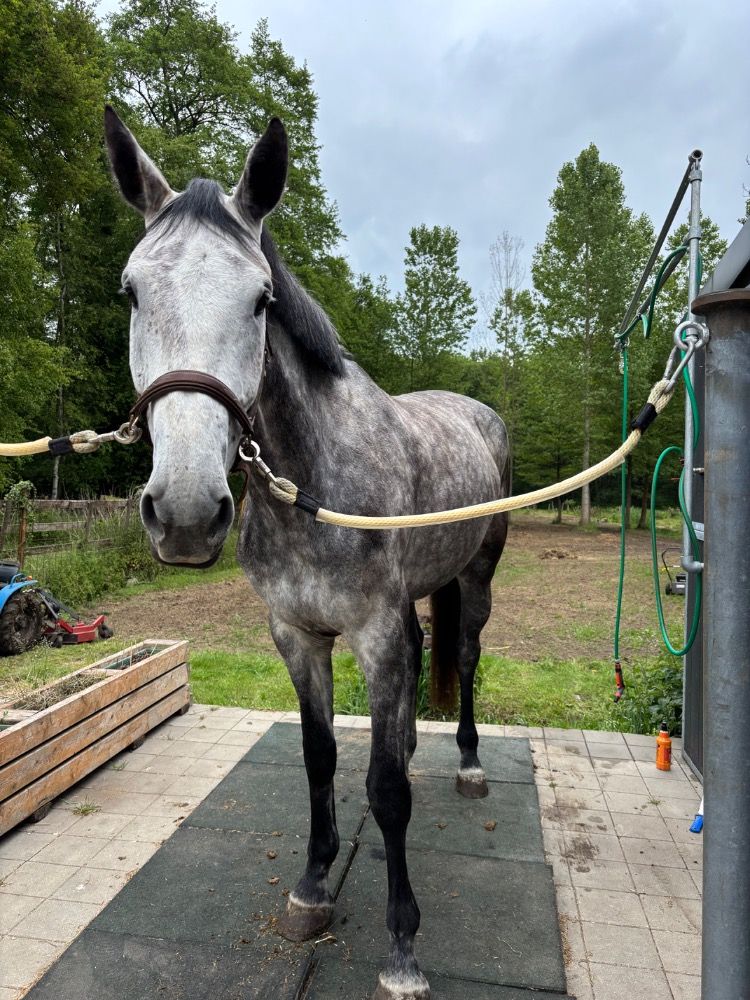 Zangersheide springpaard Merrie 5 jaar Schimmel te koop - Foto 4