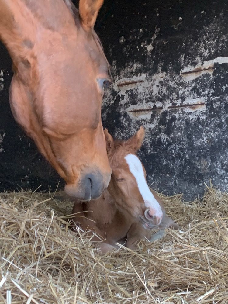 BWP eventingpaard Merrie 3 years old Vos for sale - Photo 3